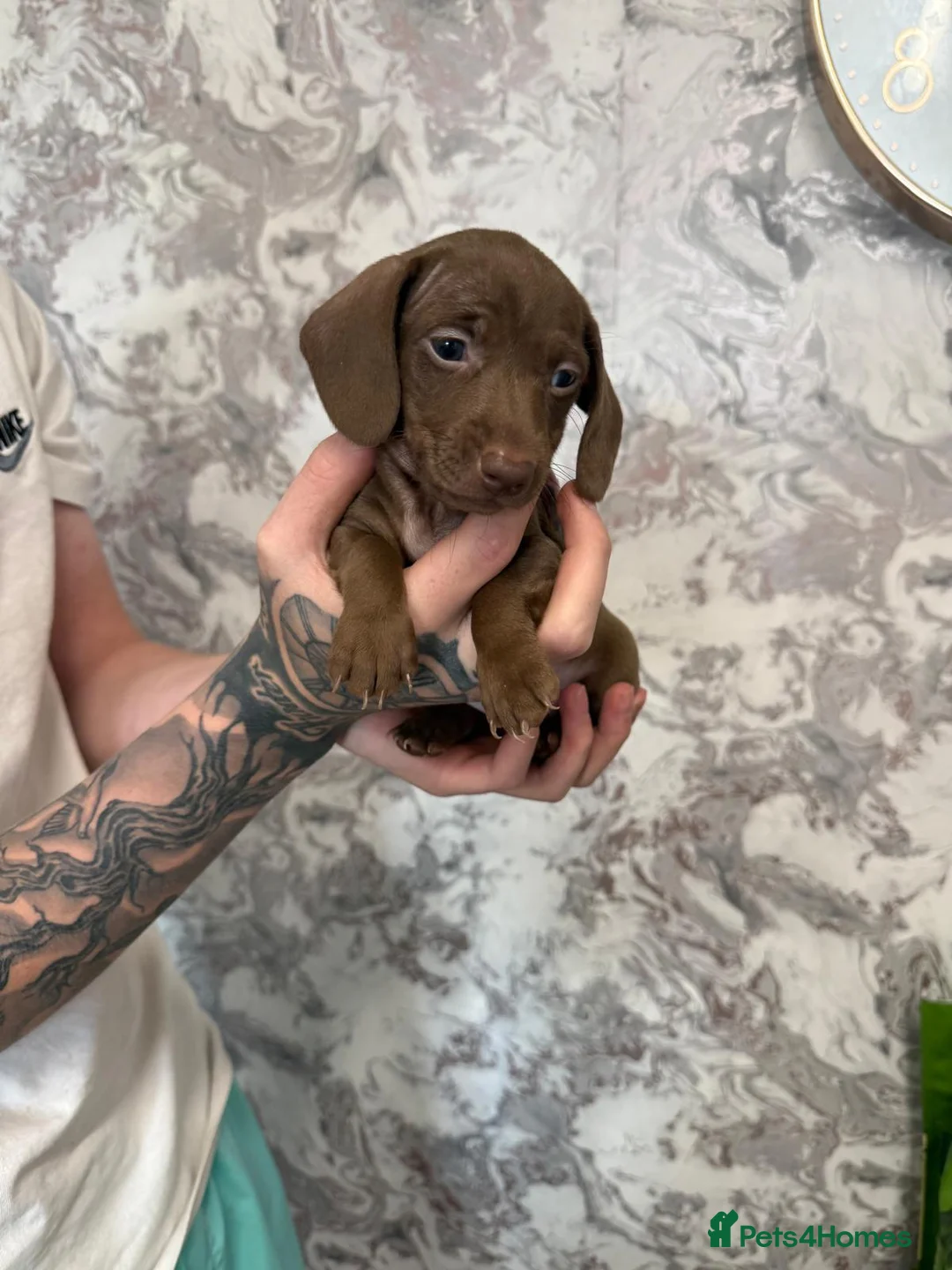 Dachshund dogs for sale: Dashound pups - Advert 3
