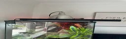 Chameleon reptiles for sale: Male veiled chameleon and set up  in Worthing - Advert 5