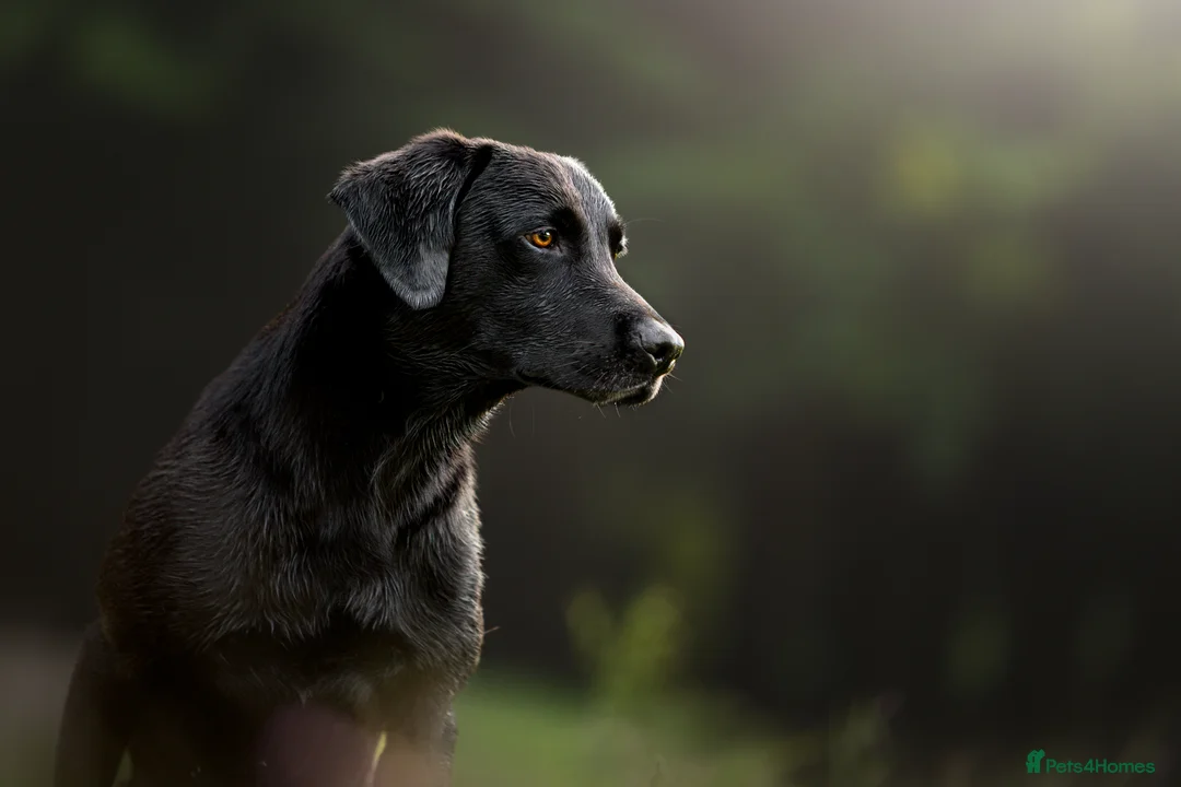 Labrador Retriever dogs for sale: KC Labrador Puppies Licenced Breeder - Advert 6