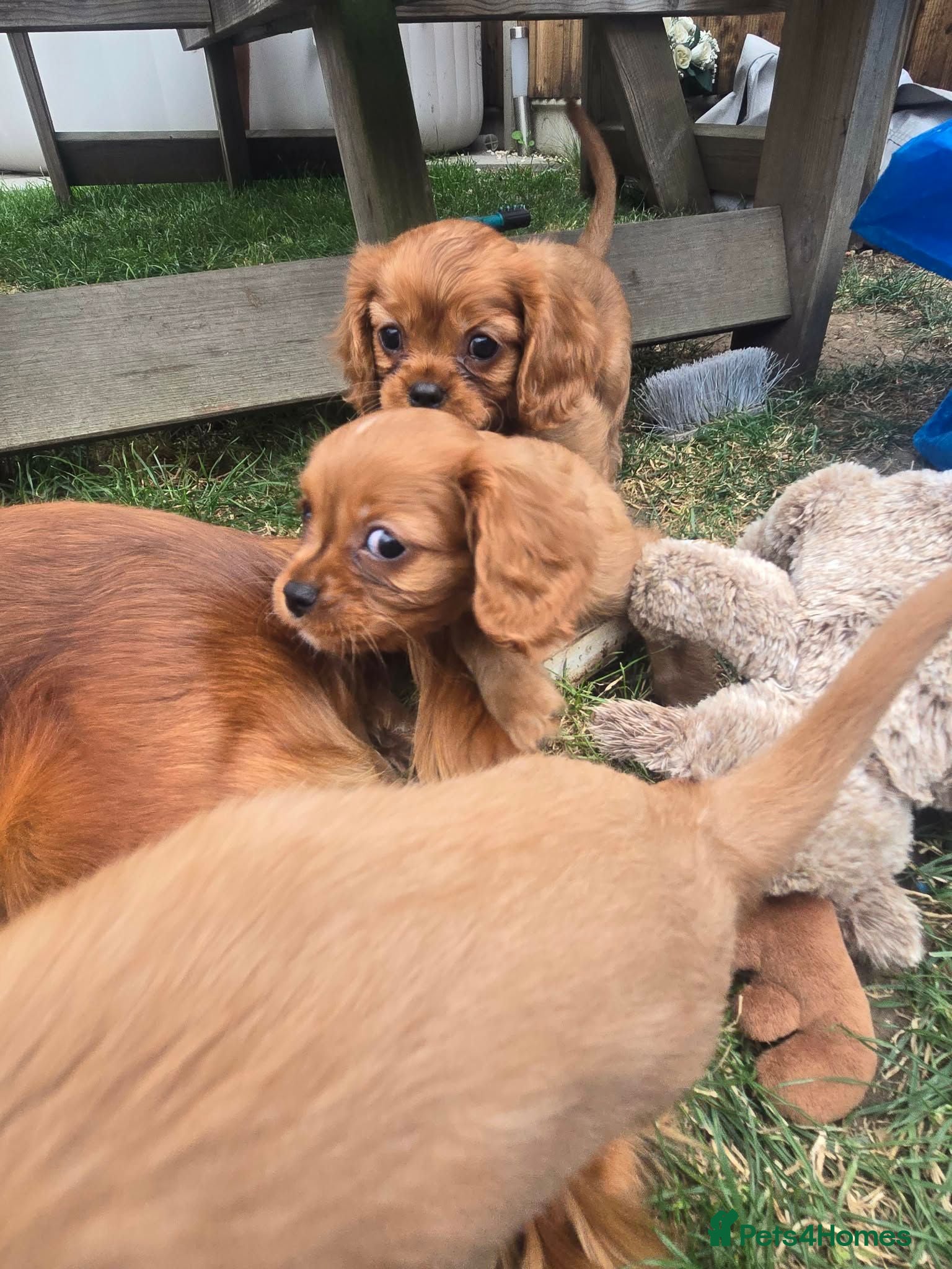Cavalier King Charles Spaniel dogs Beautiful pups - Advert 1