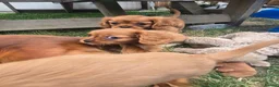 Cavalier King Charles Spaniel dogs for sale: Beautiful pups - Advert 6