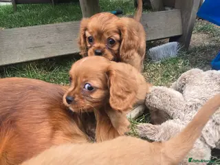 Cavalier King Charles Spaniel dogs Beautiful pups - Advert 1