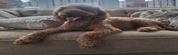 Labradoodle dogs for sale: Miniature labradoodle girls - Advert 10