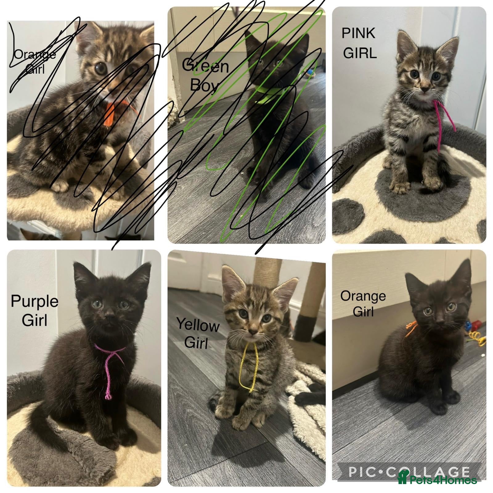 Mixed Breed cats Main coon / Bengal Mix Kittens 4 Girls left - Advert 14