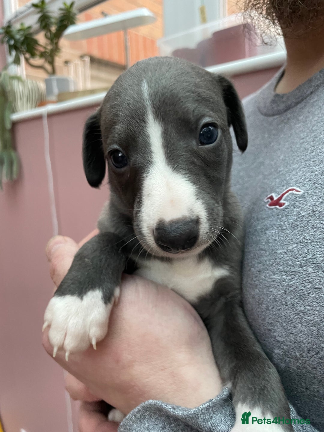 Whippet dogs for sale: 1 Gorgeous KC Reg Whippet Puppy  - Advert 23