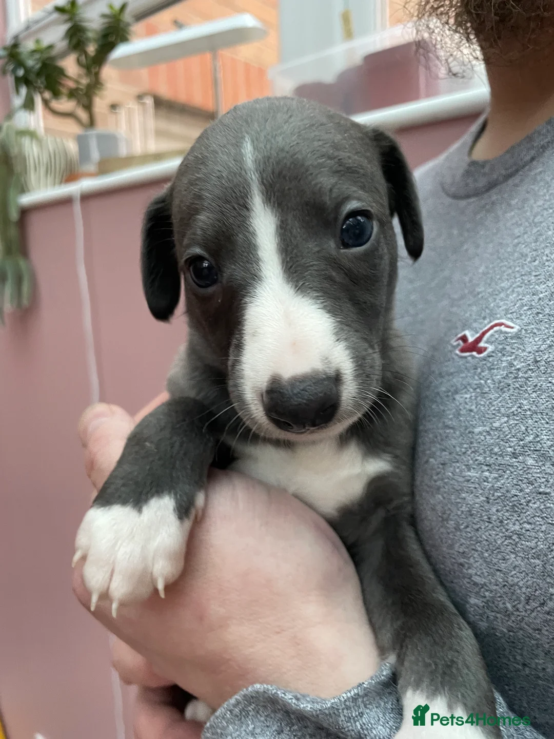 Whippet dogs for sale: 1 Gorgeous KC Reg Whippet Puppy - now reserved - Advert 23