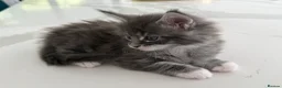 Maine Coon cats for sale: Maine Coon Kittens for sale (Surrey location) - Advert 15