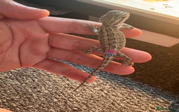 Dragon reptiles for sale: Viticans dragon - Image 9