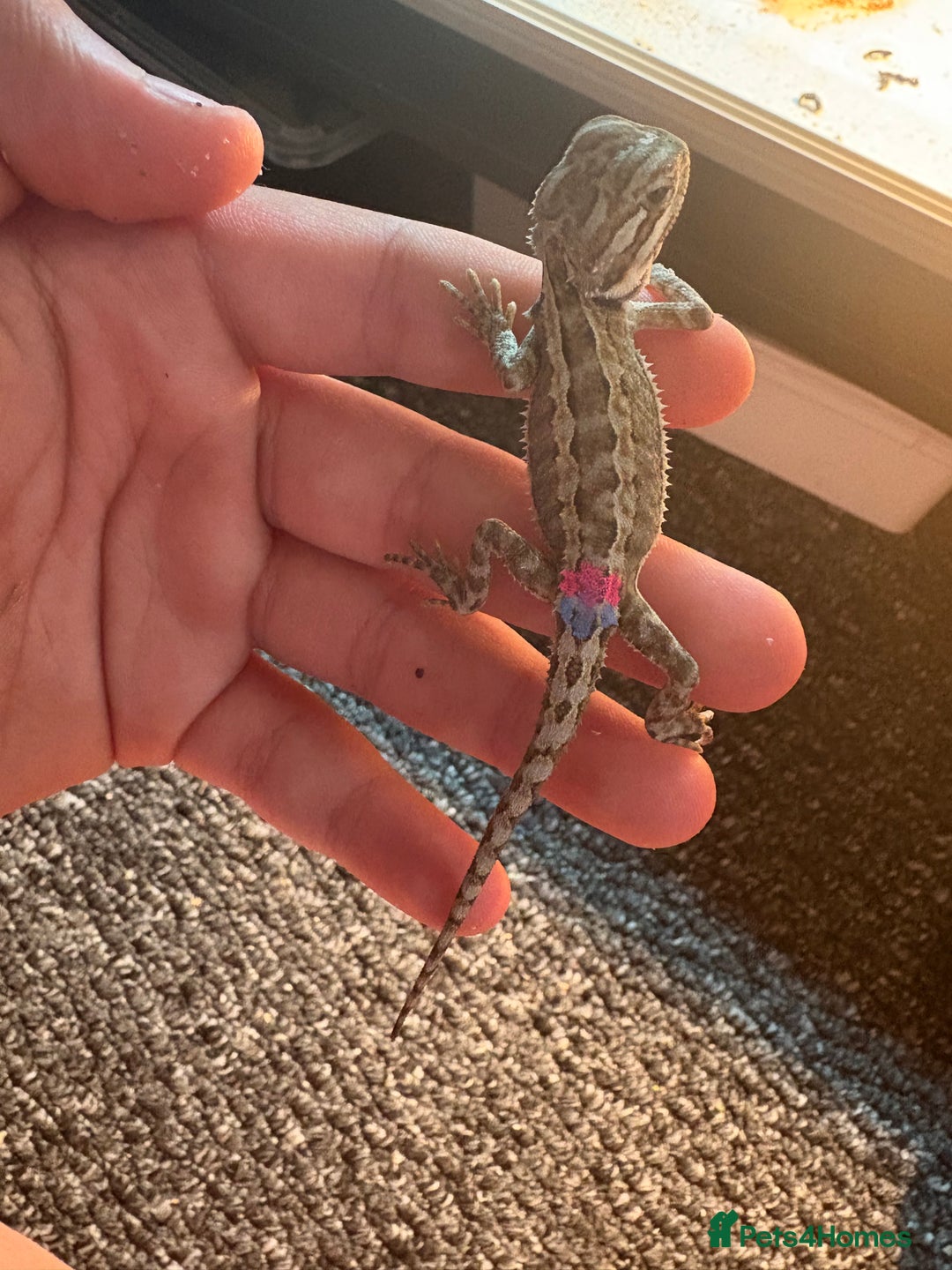 Dragon reptiles for sale: Viticans dragon - Image 9