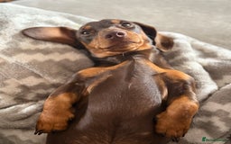 Miniature Dachshund dogs for sale: Beautiful miniature dachshund puppies - Image 11