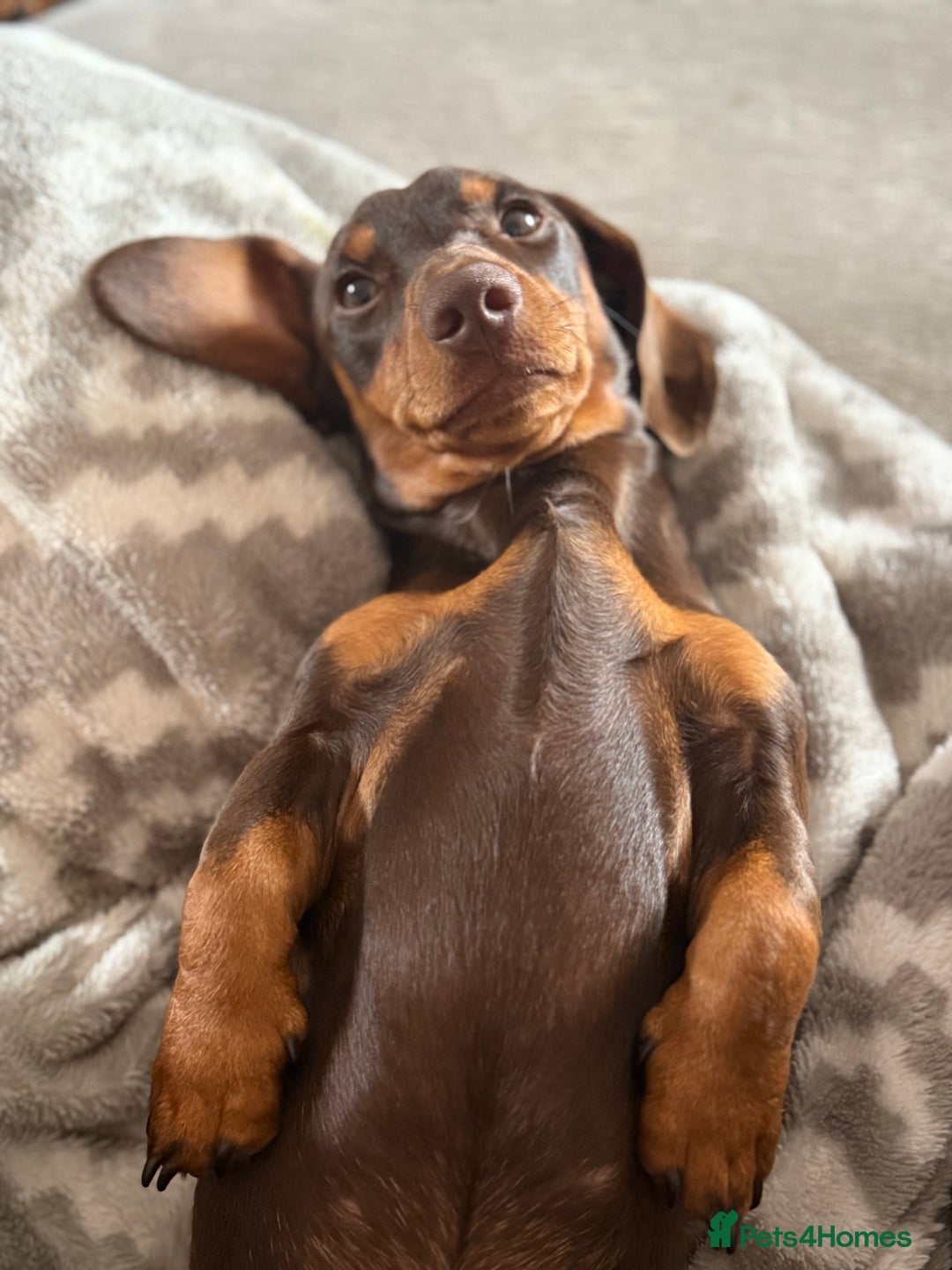 Miniature Dachshund dogs for sale: Beautiful miniature dachshund puppies - Image 11