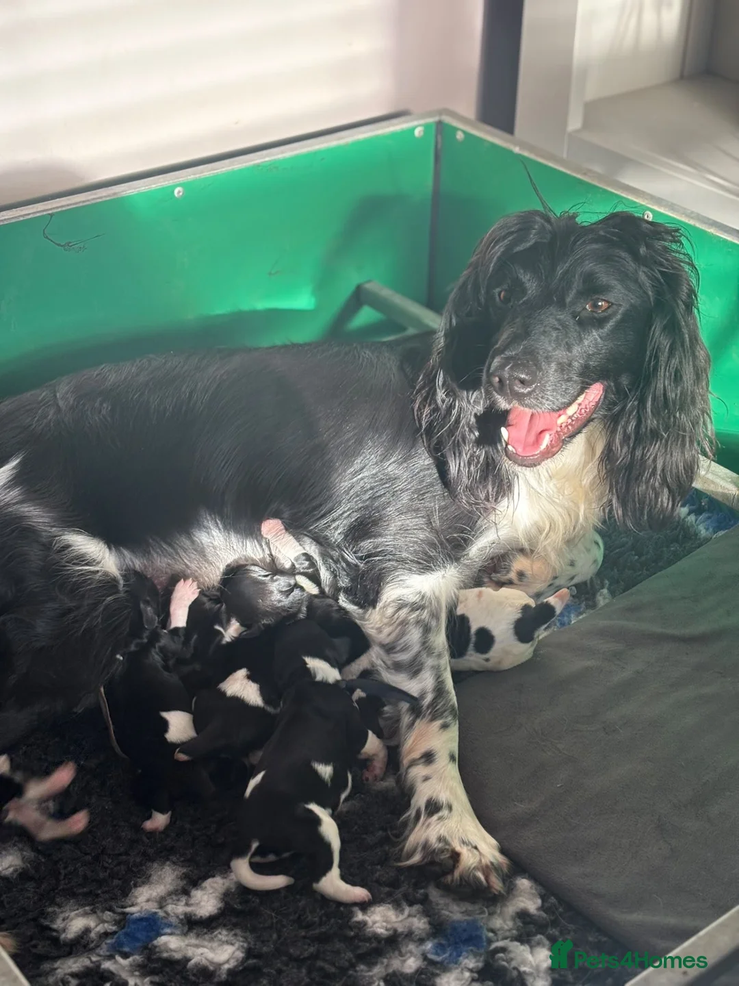 English Springer Spaniel dogs for sale: KC health tested springer pups  in Princes Risborough - Advert 2