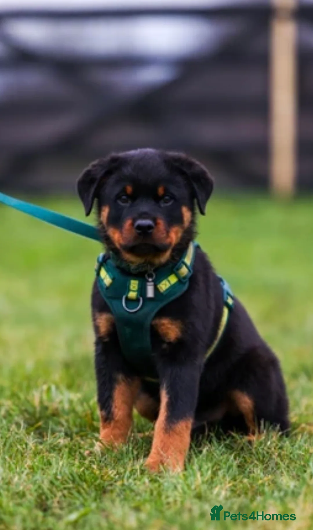 Rottweiler dogs for sale: Rottweiler Puppies - Advert 10