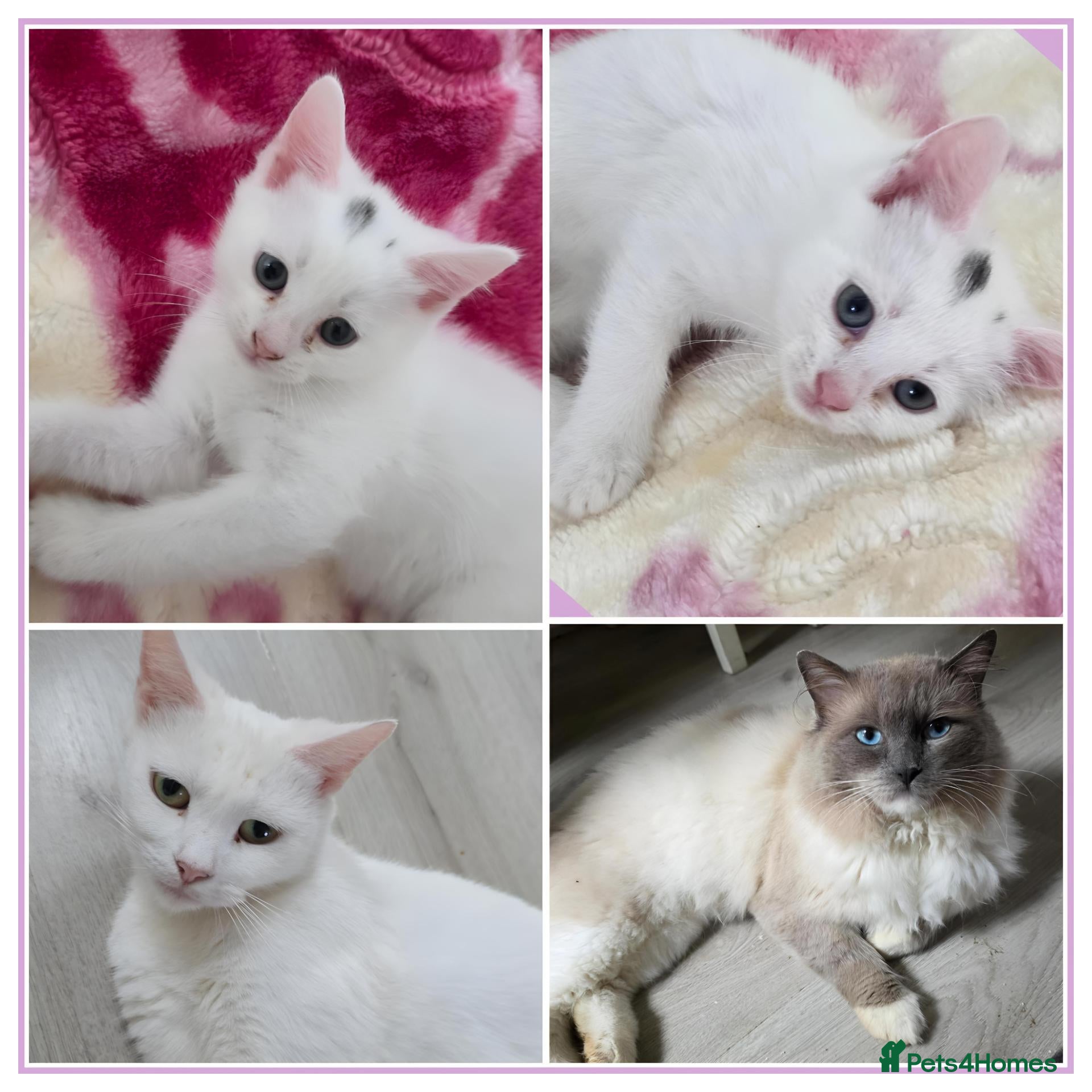 Mixed Breed cats  💚Ragdoll x domestic💜1 male kitten available 🩵 - Advert 7
