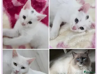 Mixed Breed cats 💚Ragdoll x domestic💜1 male kitten available 🩵 - Advert 7