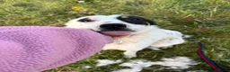 Mixed Breed dogs for adoption: Badger - Badersfield Norfolk  - Advert 13