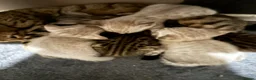 Bengal cats for sale: Silver, Snow Lynx & Brown Rosette Bengals in Crawley - Advert 5