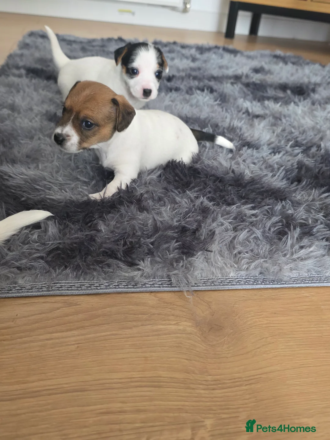 Jack Russell dogs for sale: 3 Jack Russell boys available  - Advert 2