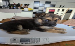 German Shepherd dogs for sale: German Shepard KC Reg Puppies in Scunthorpe - Image 27
