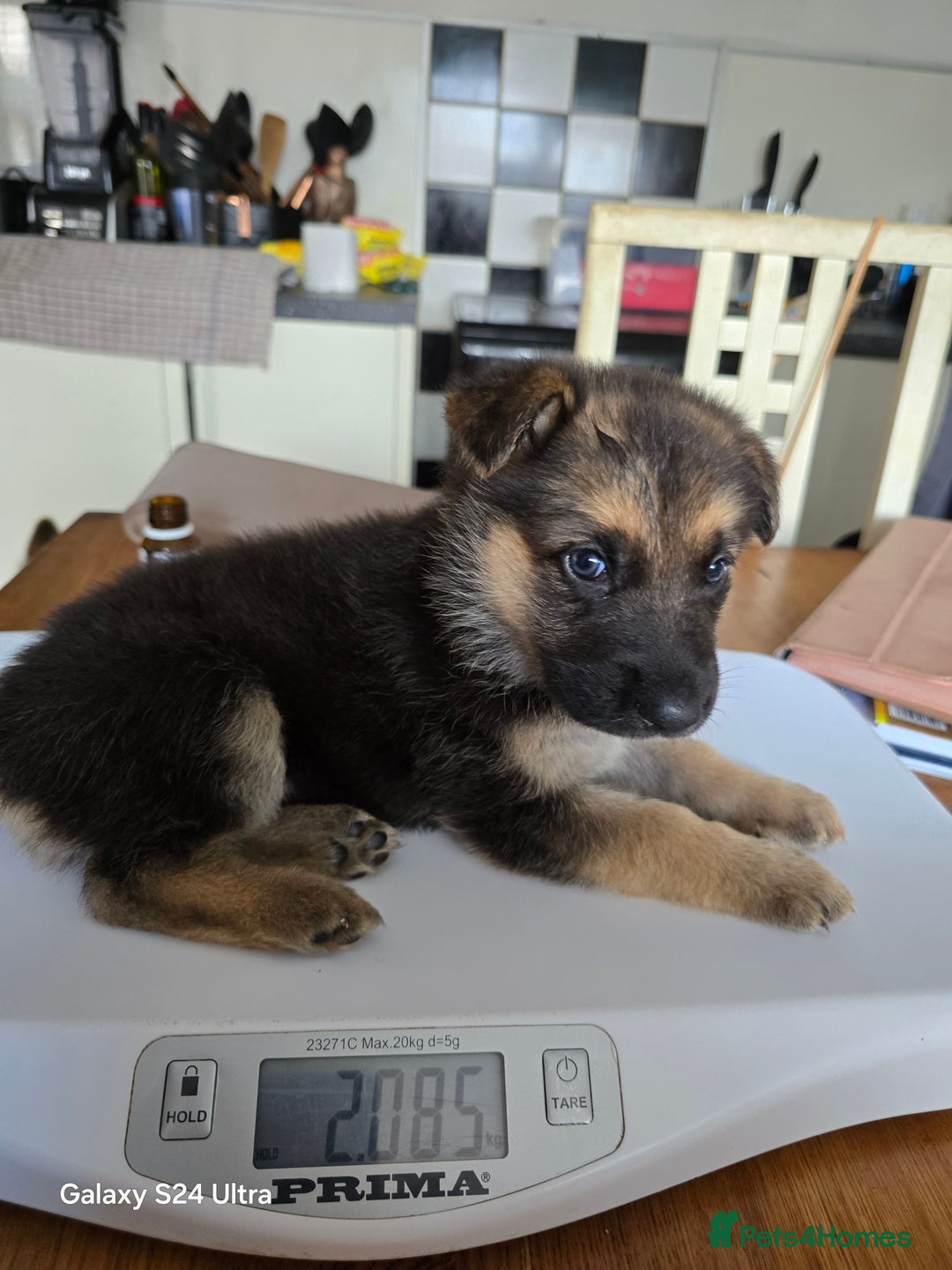 German Shepherd dogs for sale: German Shepard KC Reg Puppies in Scunthorpe - Image 27