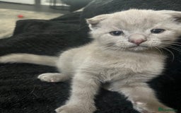 Scottish Fold cats for sale: Scottish fold kittens for sale  - Image 12