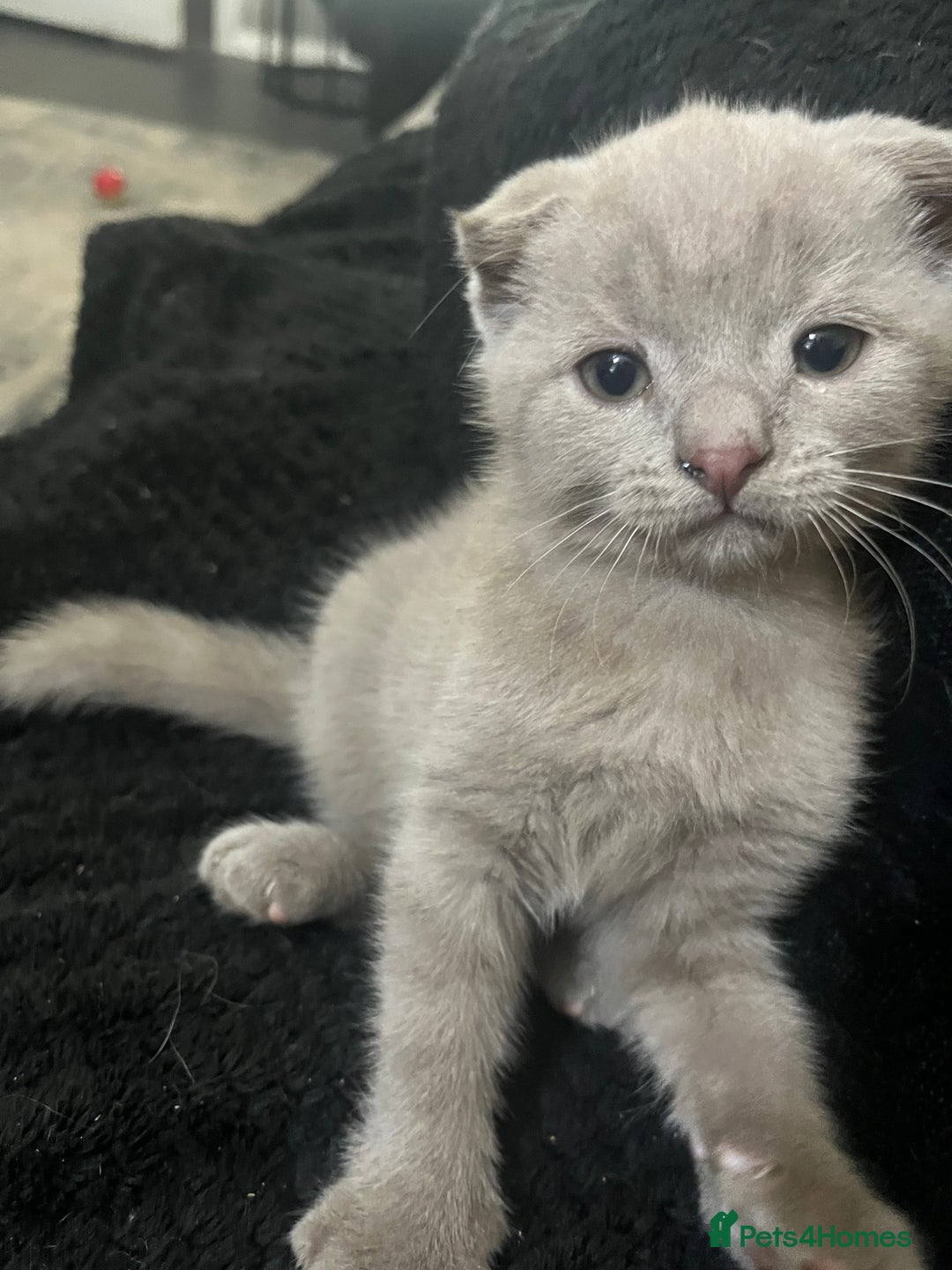Scottish Fold cats for sale: Scottish fold kittens for sale  - Image 12