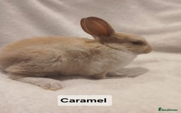 Rex rabbits for sale: Baby Purebred Rex Rabbits For Sale - Image 17