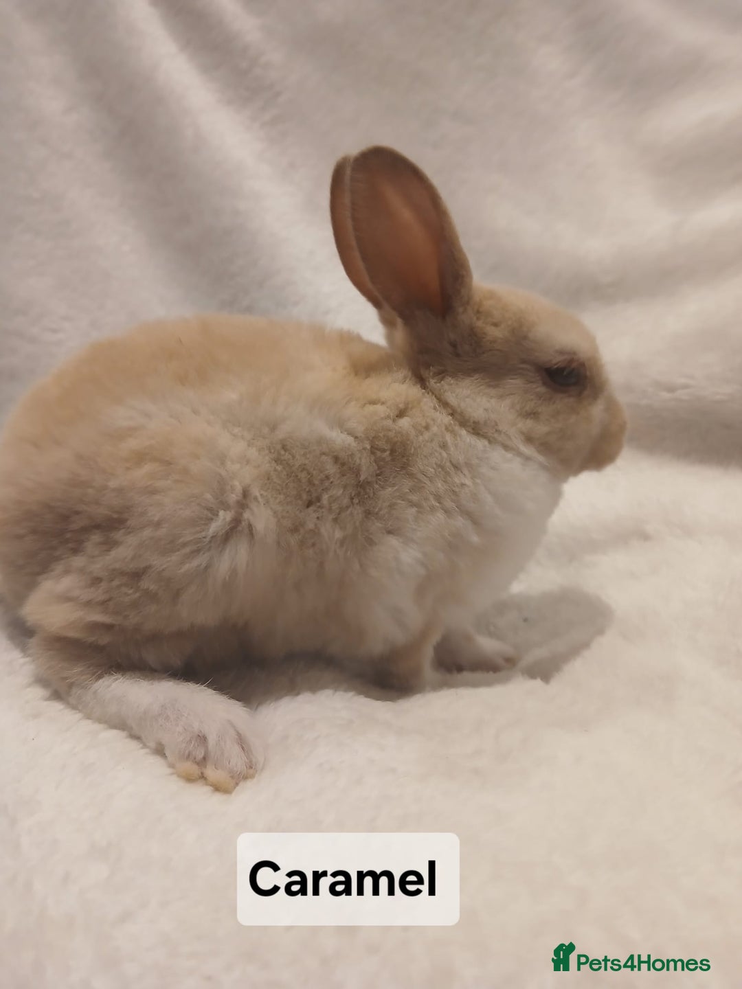 Rex rabbits for sale: Baby Purebred Rex Rabbits For Sale - Image 17