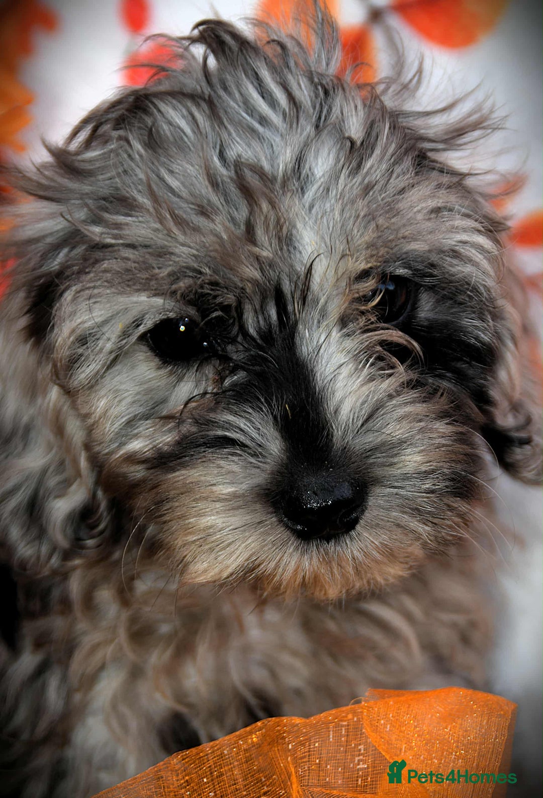 Cockapoo dogs for sale: Fully innoculated hereditary clear toy cockapoos  - Advert 13