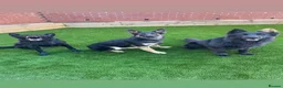 German Shepherd dogs for stud: Blu the German shepherd stud dog kc registered  - Advert 10