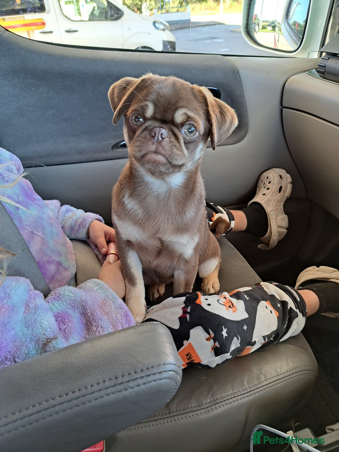 Pug dogs for sale: Chocolate and tan 6 month old female 💗 - Image 7