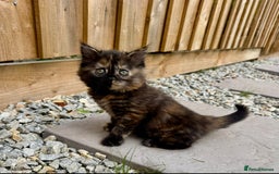 Turkish Angora cats for sale: Two Gorgeous Female Kittens  - Image 5
