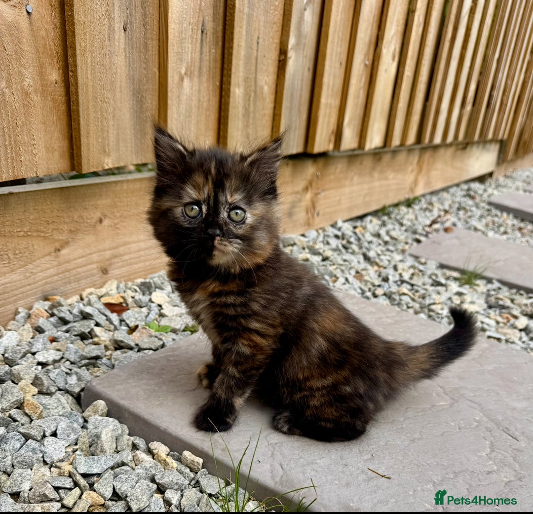 Turkish Angora cats for sale: Two Gorgeous Female Kittens  - Image 5