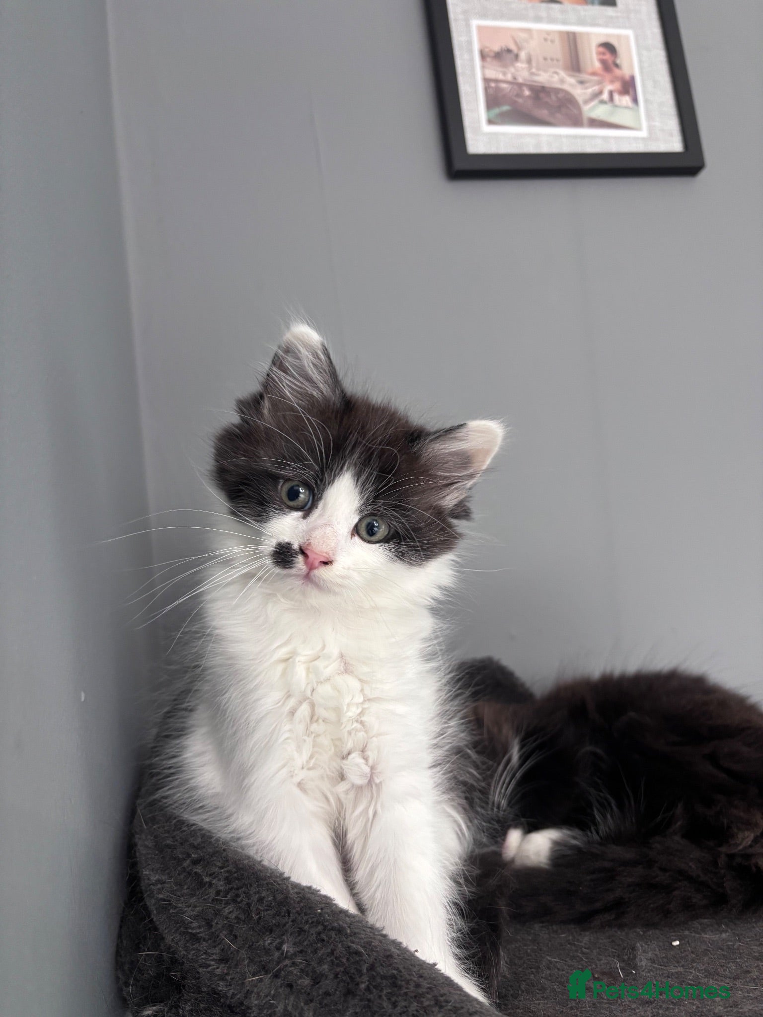 Turkish Angora cats Ragdoll x Turkish angora kittens for sale - Advert 10