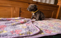 Staffordshire Bull Terrier dogs for sale: Beautiful Kennel registered blue staffie for sale  - Image 19