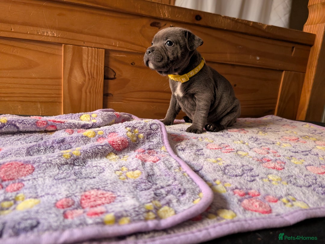 Staffordshire Bull Terrier dogs for sale: Beautiful Kennel registered blue staffie for sale  - Image 19