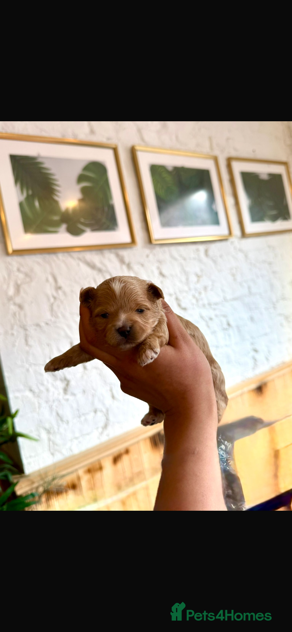Maltipoo dogs RARE Tiny  **  F1B Maltipoo Puppies – Ready June - Advert 5