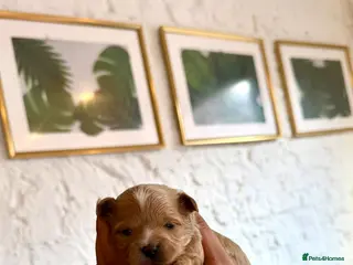 Maltipoo dogs RARE Tiny ** F1B Maltipoo Puppies – Ready June - Advert 5