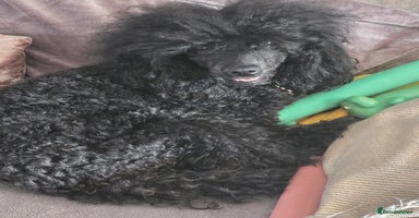Miniature Poodle dogs - Advert 4