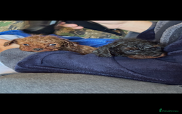 Cavapoo dogs for sale: Top quality F1b toy cavapoos  - Image 3