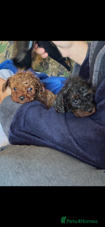 Cavapoo dogs - Advert 7