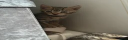 Bengal cats for sale: Bengal x kittens x3 males  - Advert 4