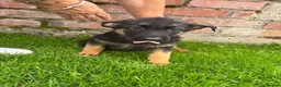 German Shepherd dogs for sale: Stunning Pedigree German Shepherd Puppies!  - Advert 6