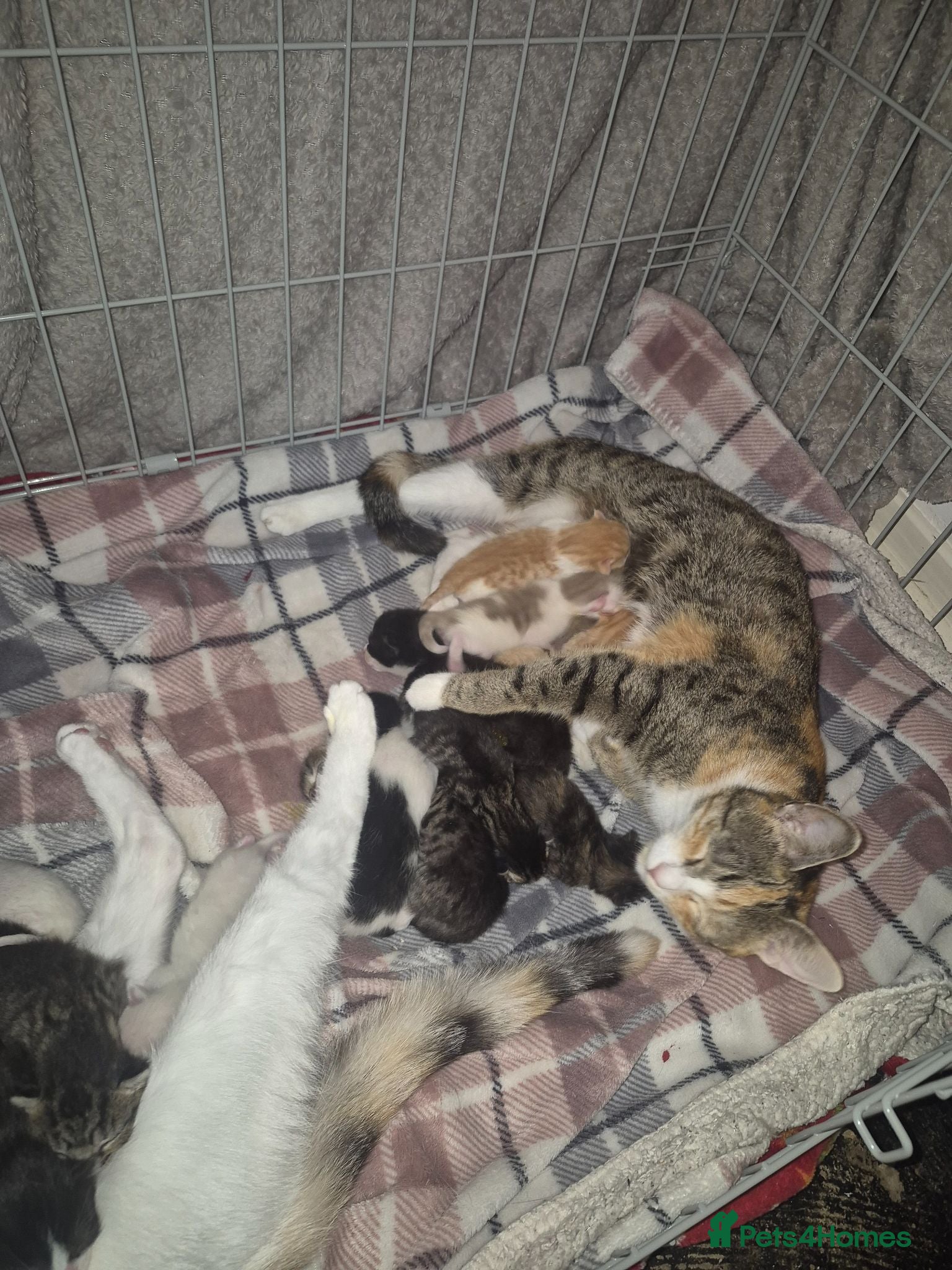 Mixed Breed cats 12 Beautiful kittens ready for their forever homes - Advert 1