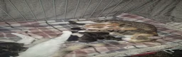 Mixed Breed cats for sale: 12 Beautiful kittens ready for their forever homes - Advert 1