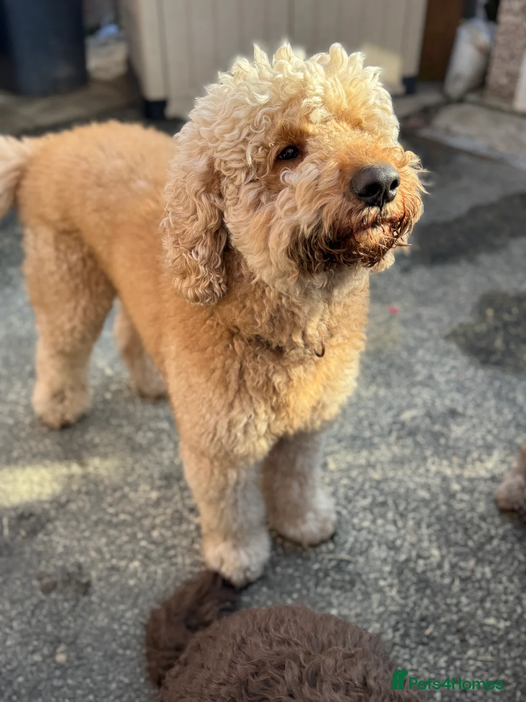 Goldendoodle dogs for stud: Goldendoodle Standard size (proven)  in Manchester - Advert 37