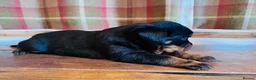 Rottweiler dogs for sale: KC Registered Rottweiler Babies 🐾🐾🐾 - Advert 13