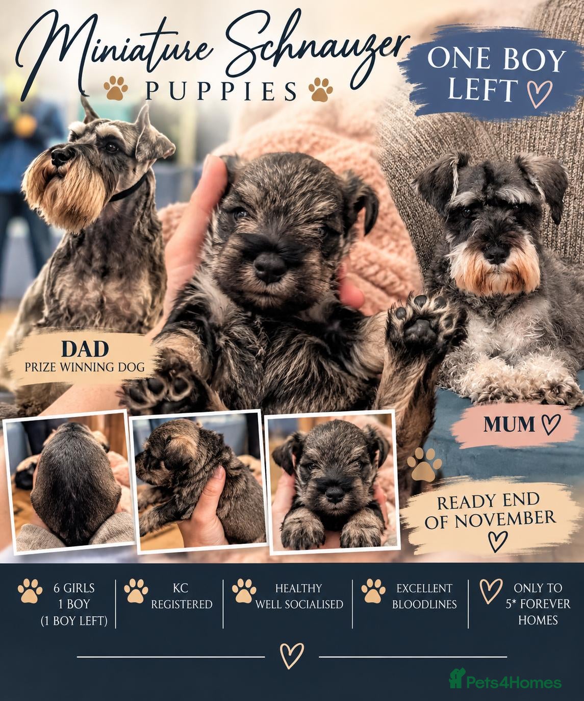 Miniature Schnauzer dogs for sale: Miniature schnauzer  northern Ireland based - Advert 16