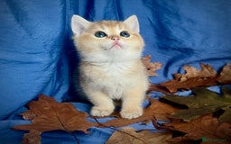 British Shorthair cats for sale: British Shorthair Golden kitten GCCF - Image 34