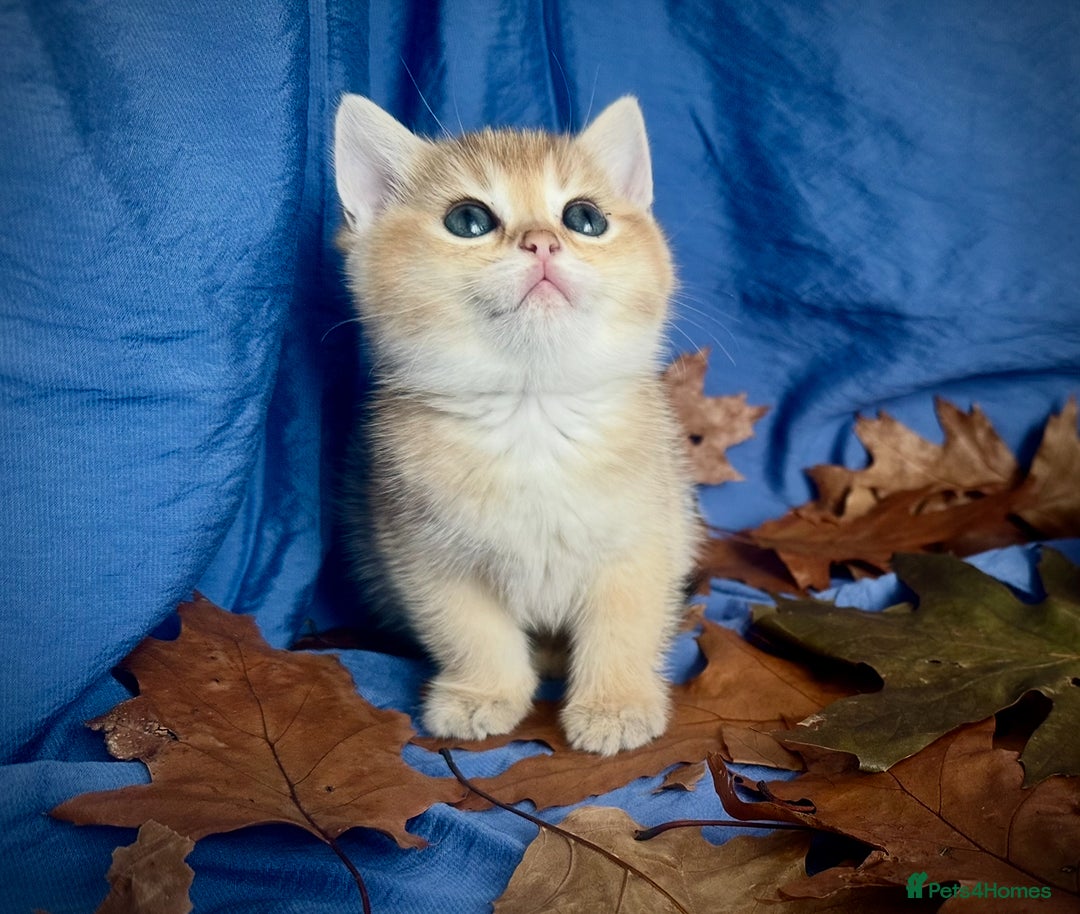 British Shorthair cats for sale: British Shorthair Golden kitten GCCF - Image 34